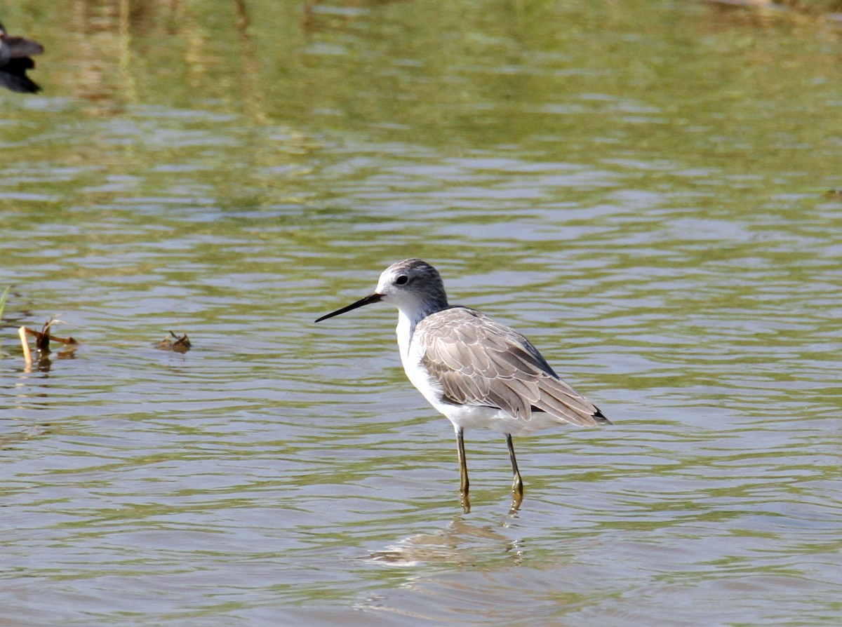 Teichwasserläufer - ML608720046