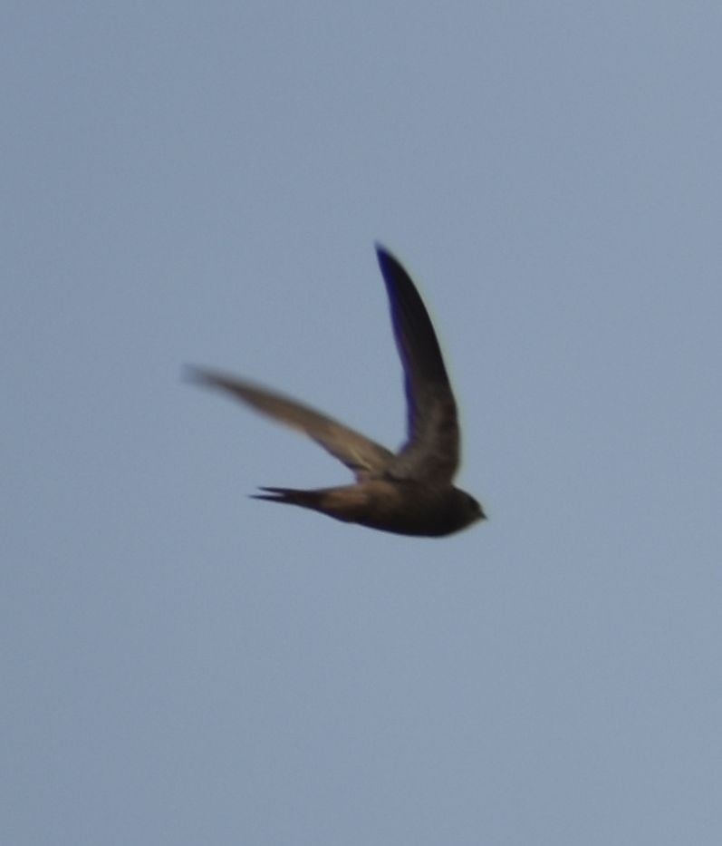 Pallid Swift - ML608720103