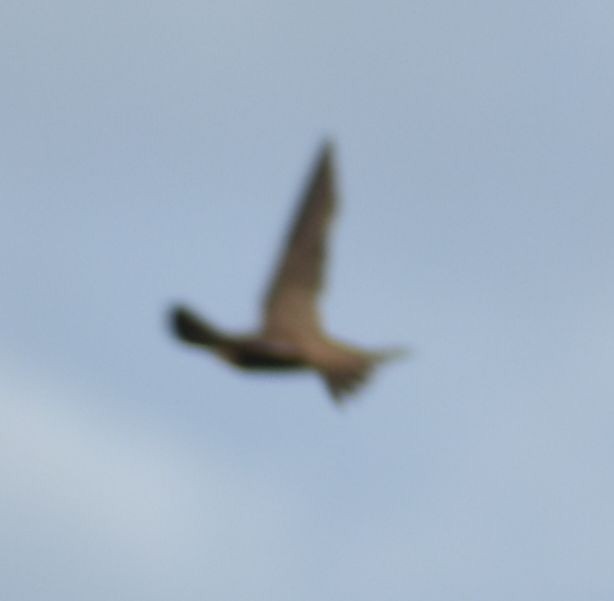 Pallid Swift - ML608720104