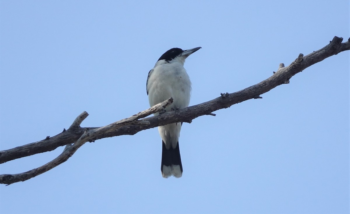 Silver-backed Butcherbird - ML608720182