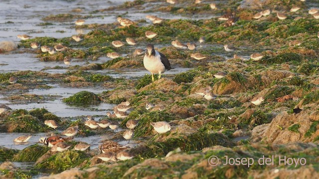 Belcher's Gull - ML608720237