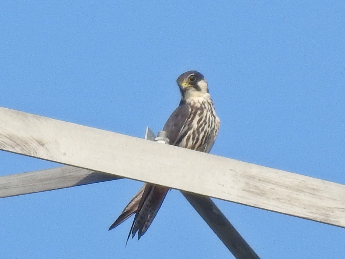 Eurasian Hobby - ML608720269