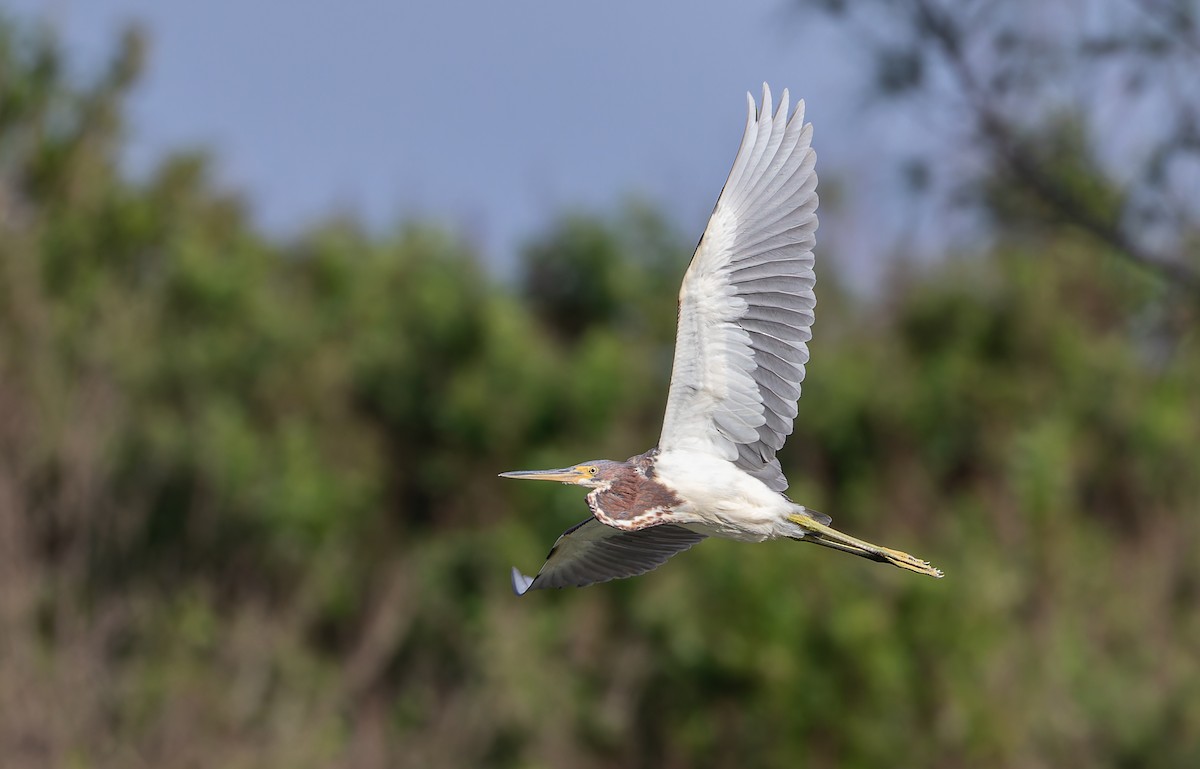 Tricolored Heron - ML608720291