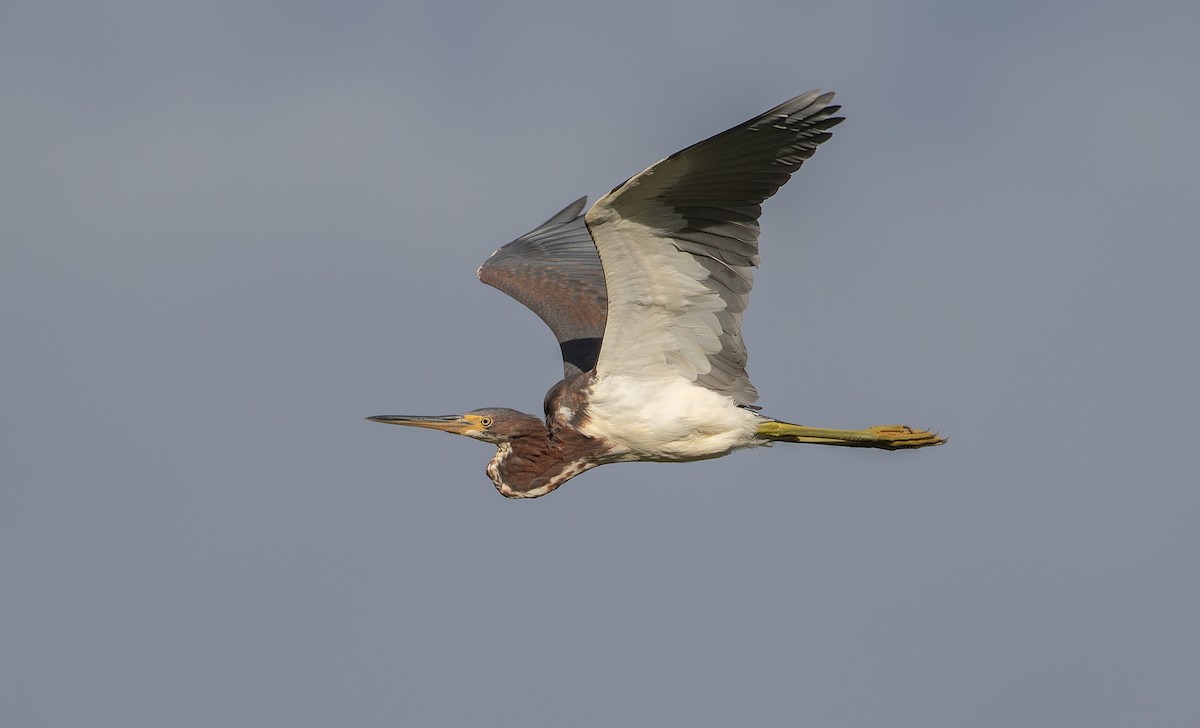 Tricolored Heron - ML608720293