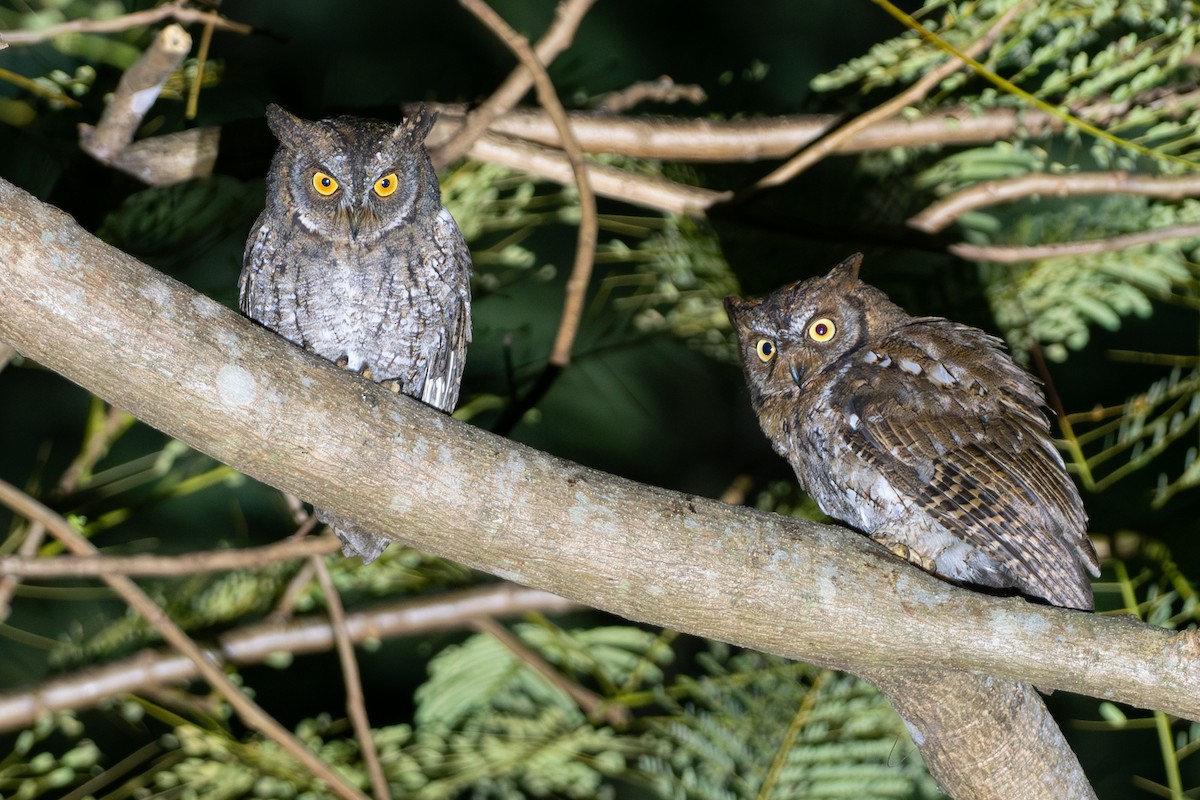 Rinjani Scops-Owl - ML608720323