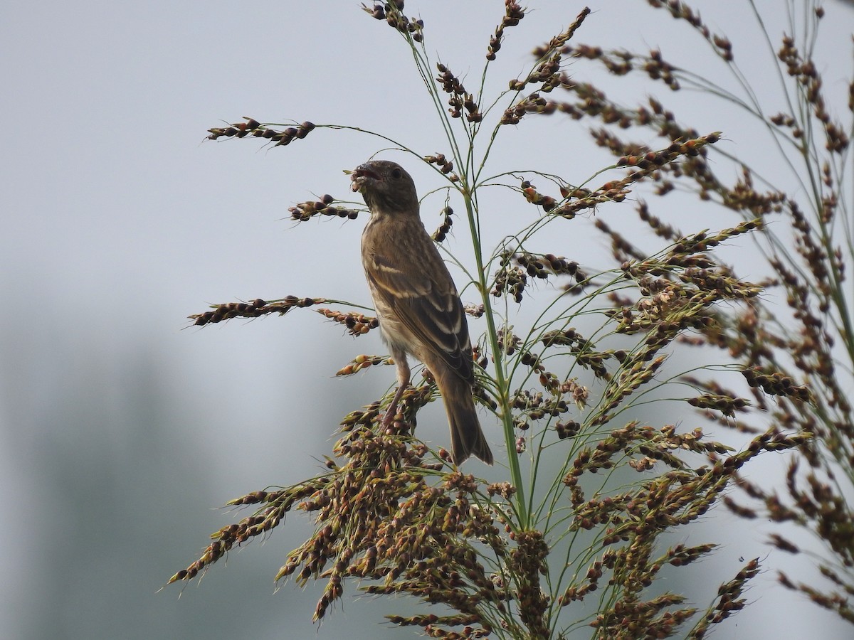 Common Rosefinch - Juan Diego Fernández