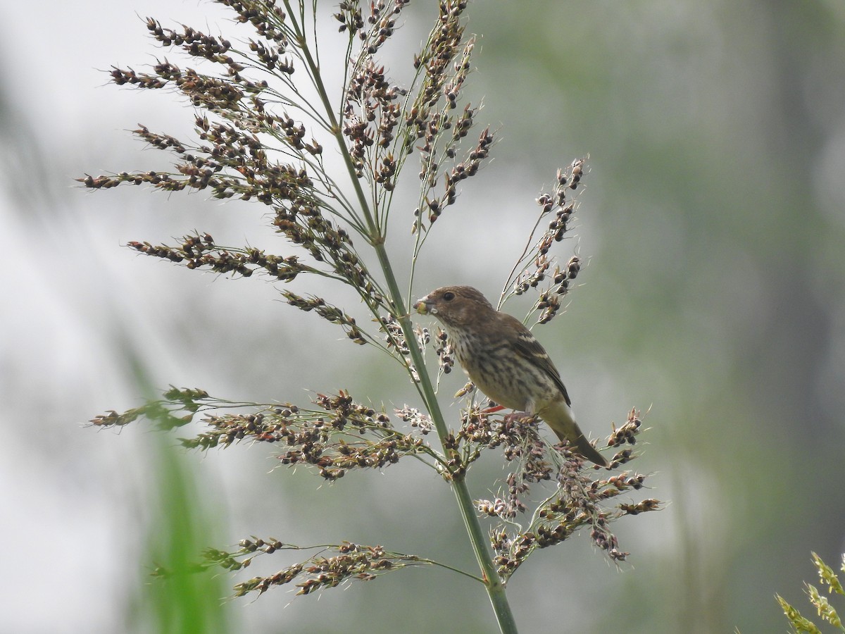 Common Rosefinch - Juan Diego Fernández