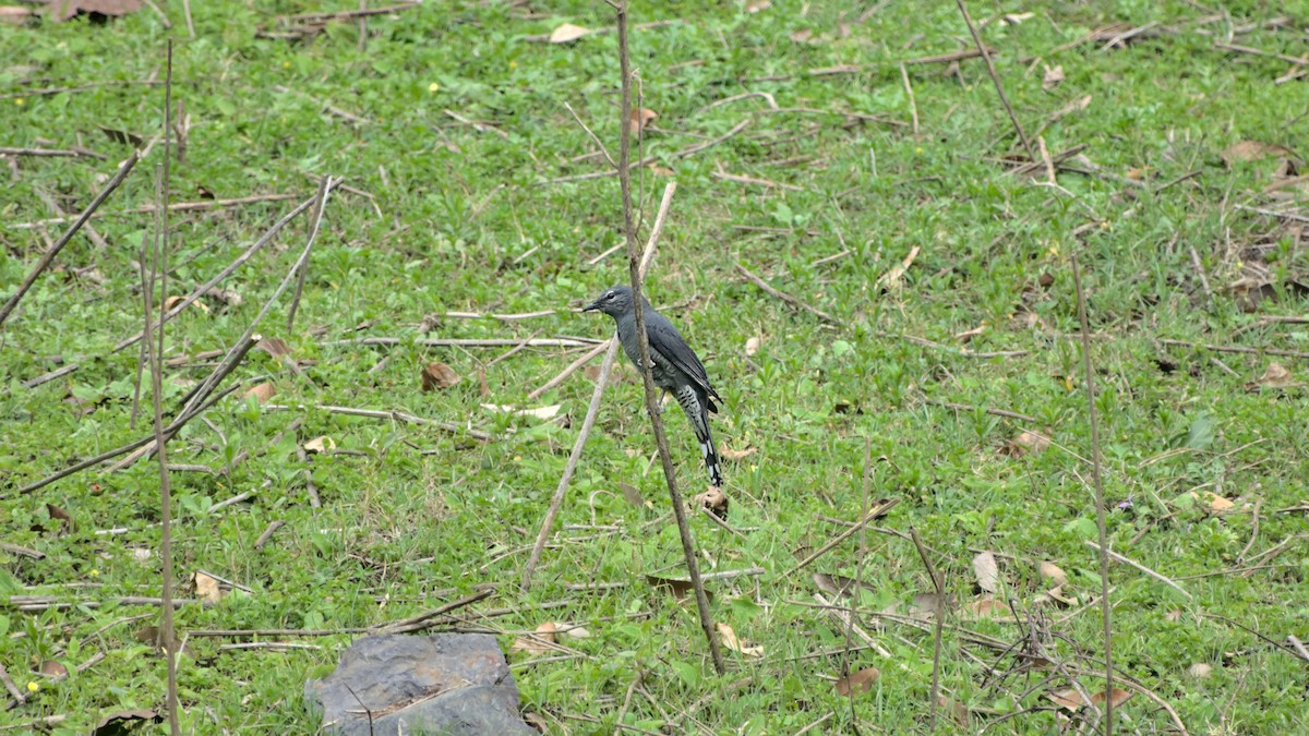 Black-winged Cuckooshrike - ML608720396