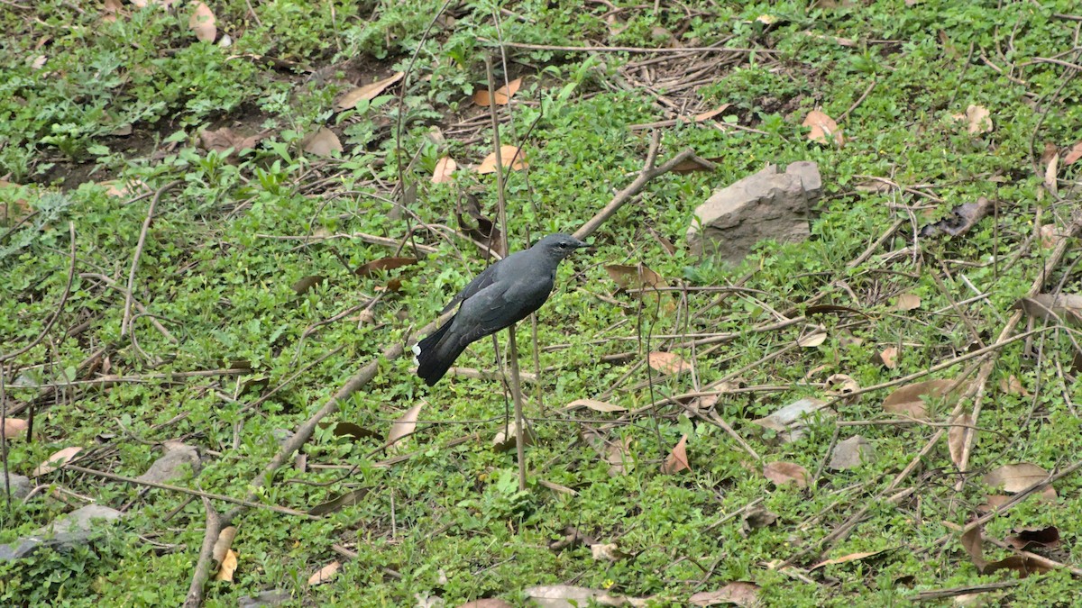 Black-winged Cuckooshrike - ML608720409