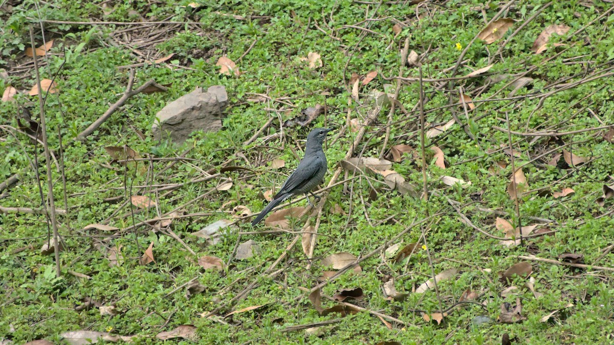 Black-winged Cuckooshrike - ML608720412