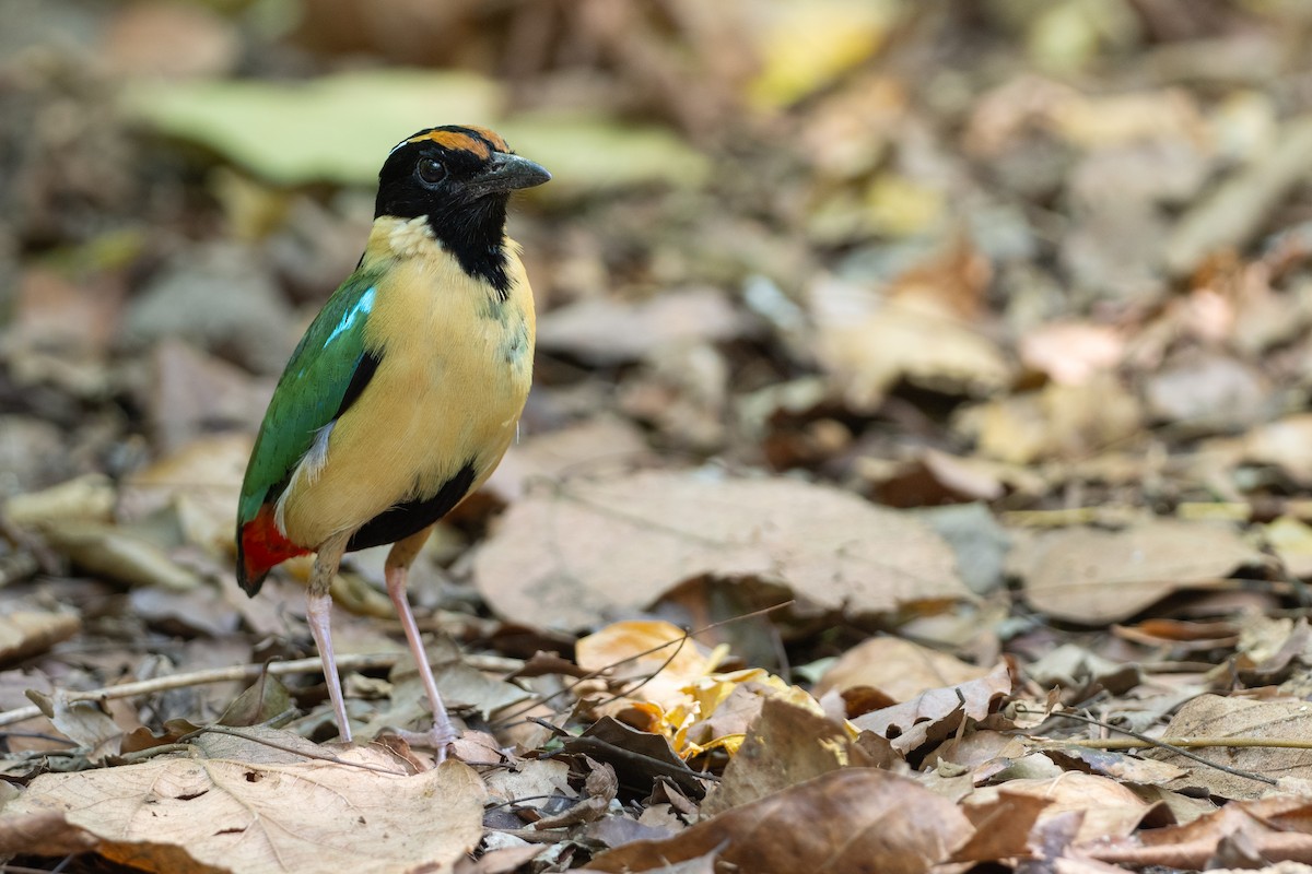 Ornate Pitta - Phil Chaon