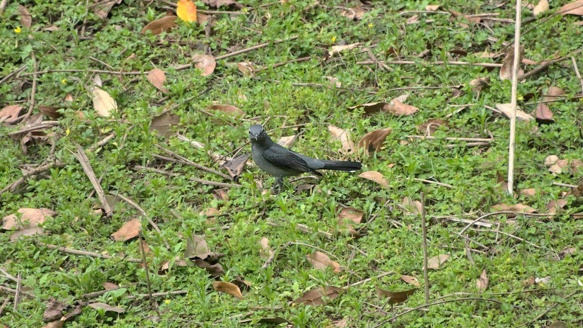 Black-winged Cuckooshrike - ML608720418