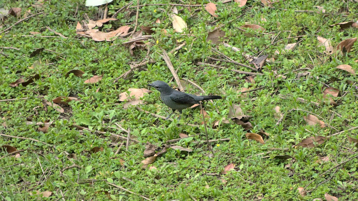 Black-winged Cuckooshrike - ML608720423