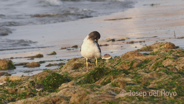 Belcher's Gull - ML608720486