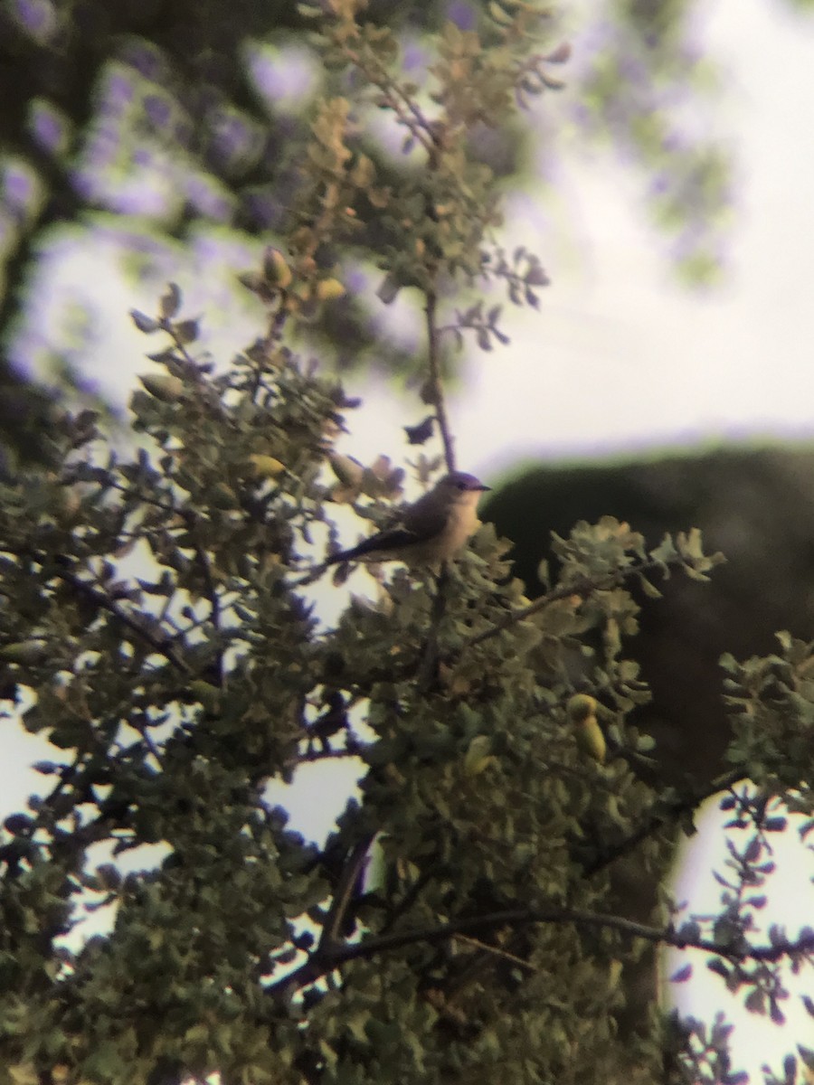 European Pied Flycatcher - ML608720543