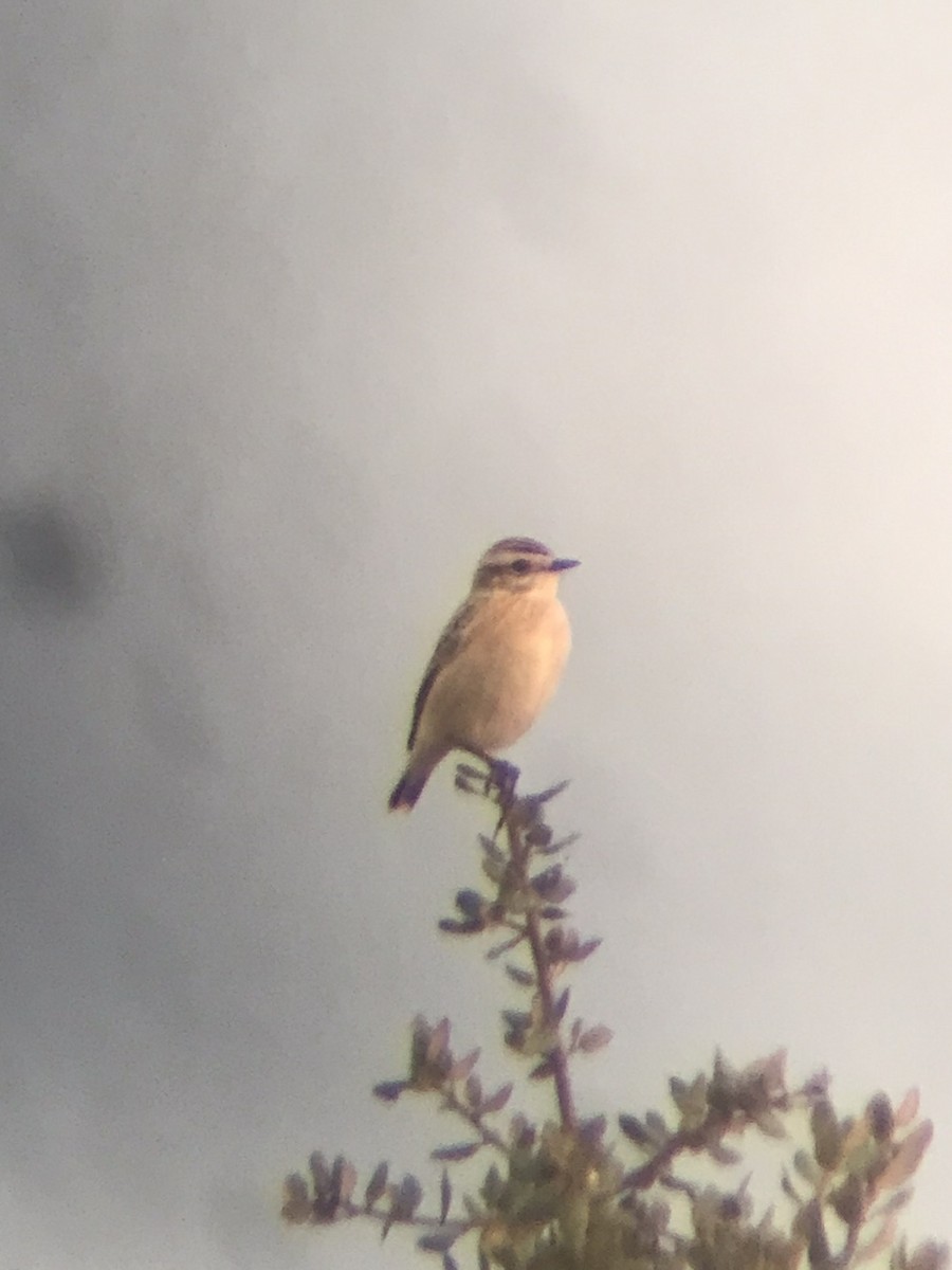 Whinchat - ML608720553