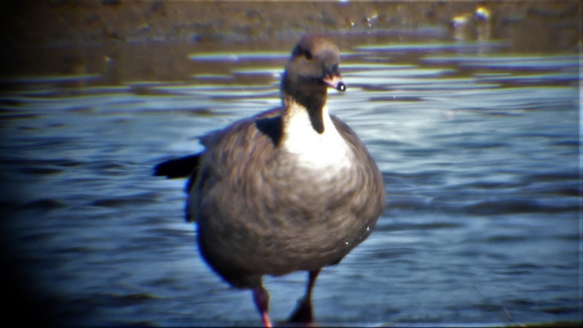 Pink-footed Goose - ML608720563