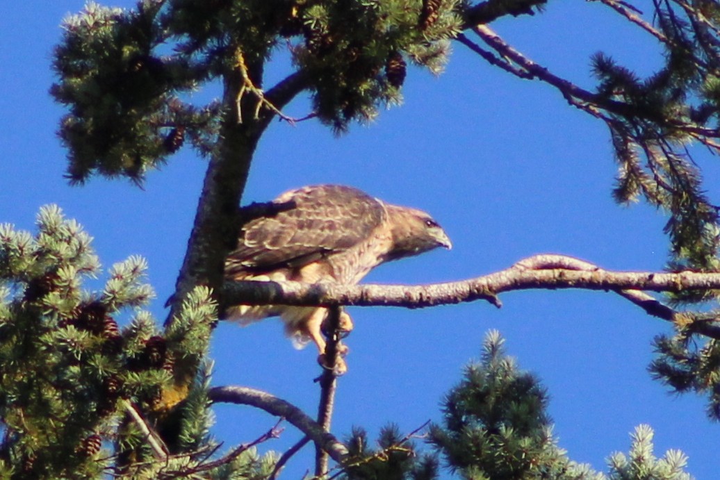 Red-tailed Hawk - ML608720585