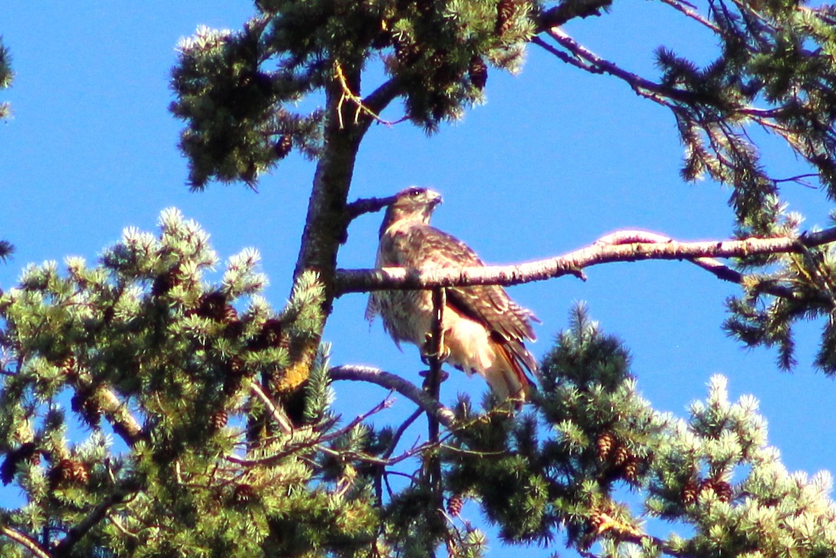 Red-tailed Hawk - ML608720586