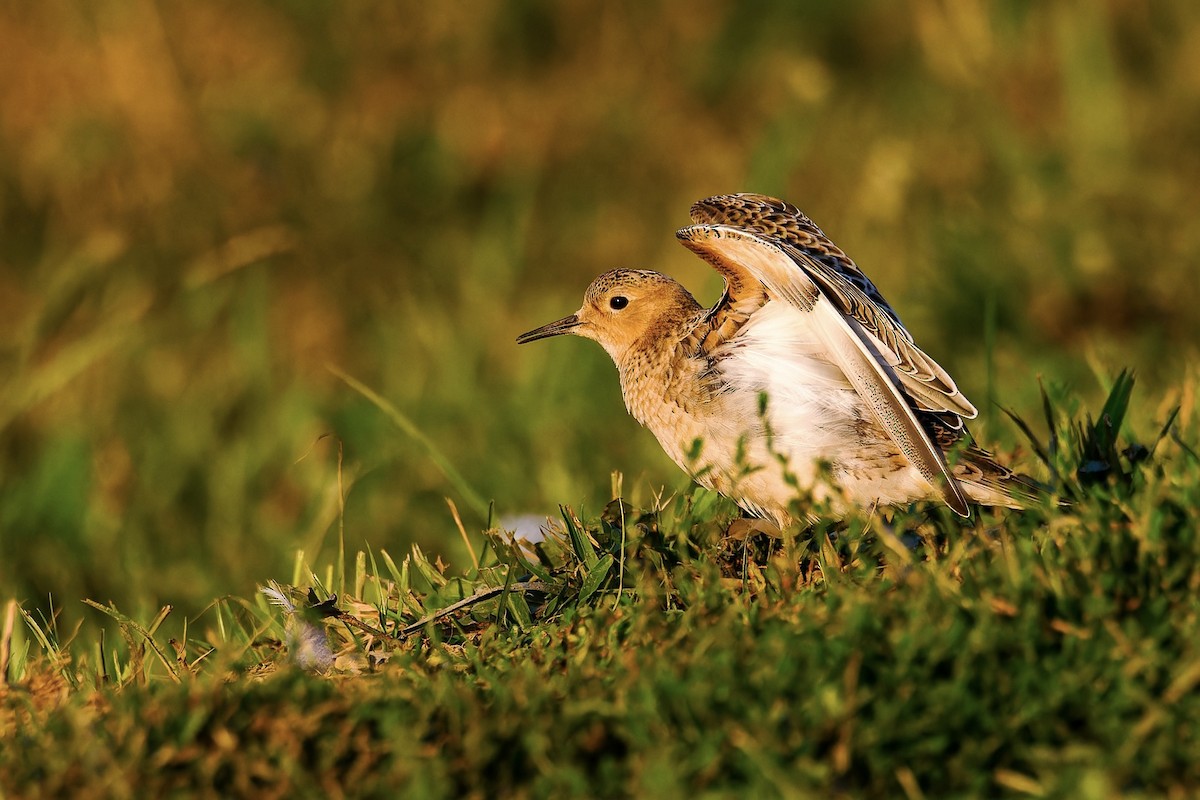 Buff-breasted Sandpiper - ML608720982