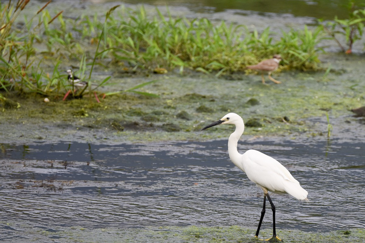 Little Egret - ML60872101