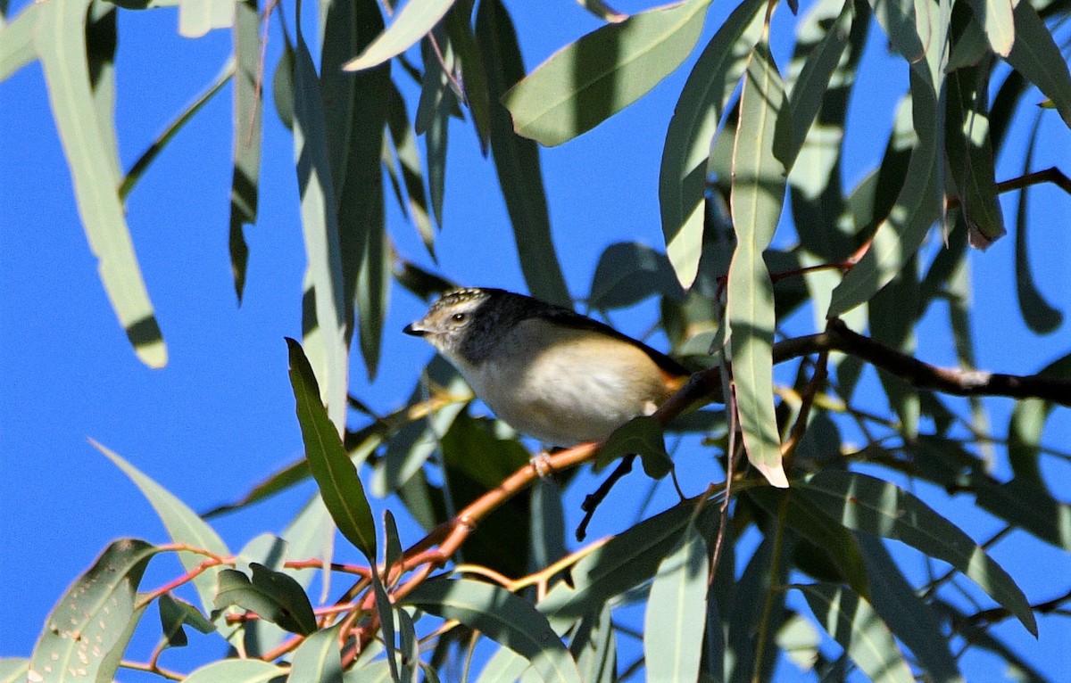 Spotted Pardalote - Stuart  Beil