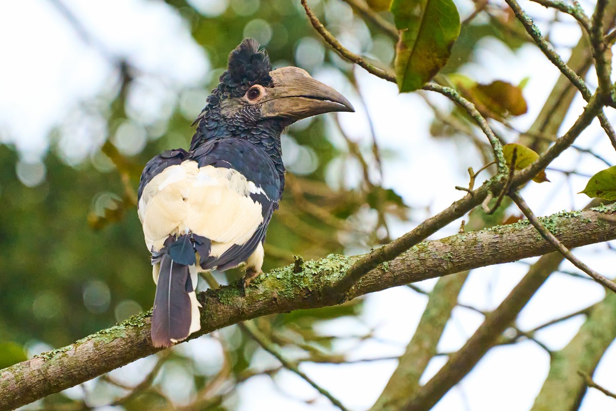 Black-and-white-casqued Hornbill - ML608721153