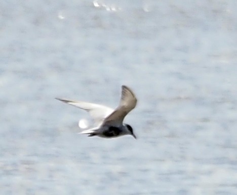 Whiskered Tern - ML608721198