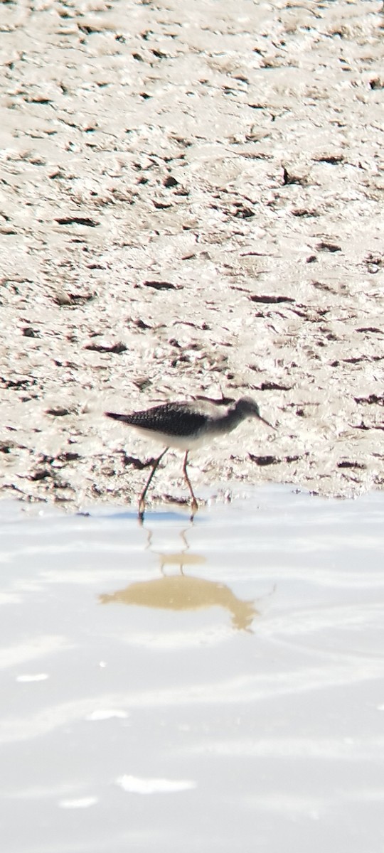 Lesser Yellowlegs - ML608721227