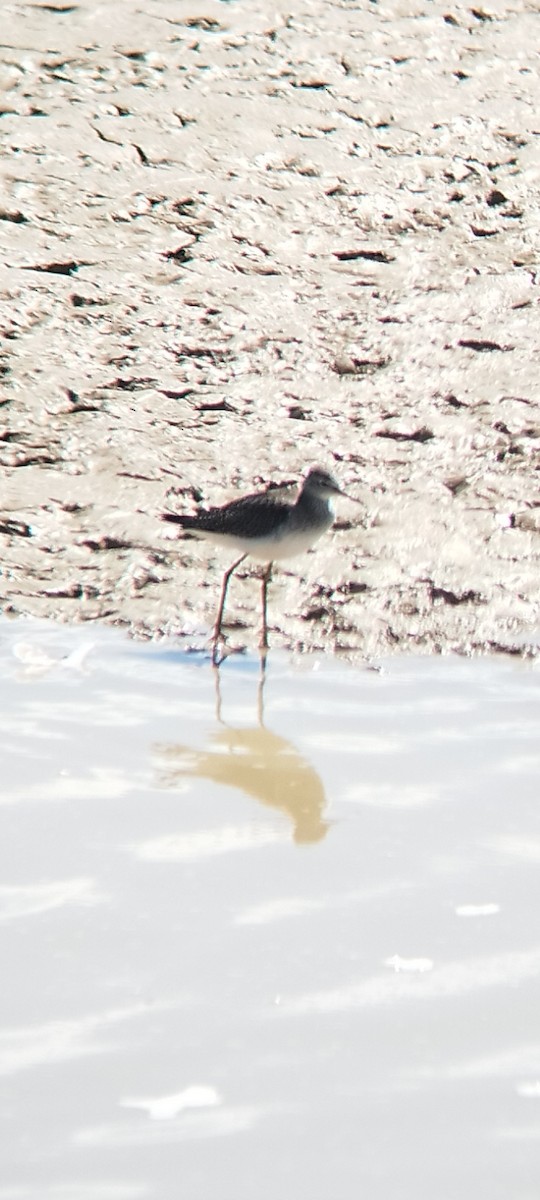 Lesser Yellowlegs - ML608721228