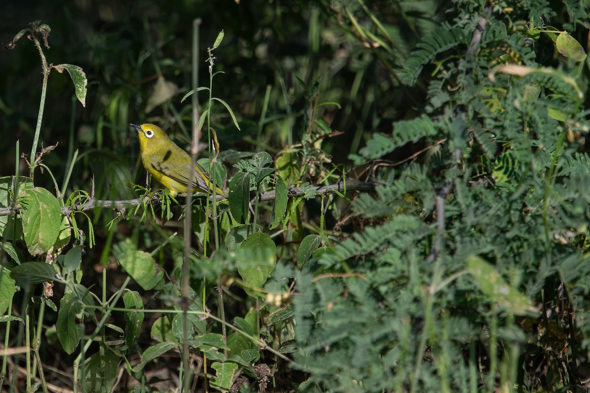 Northern Yellow White-eye (jacksoni/gerhardi) - ML608721342