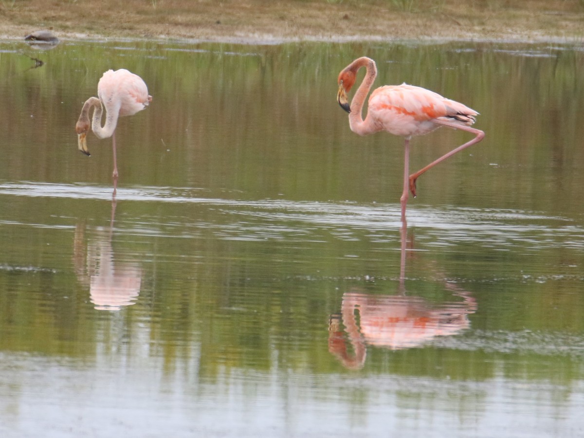 Flamant des Caraïbes - ML608721363