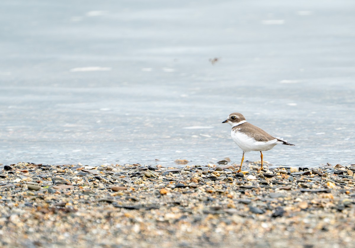 Semipalmated Plover - ML608721505