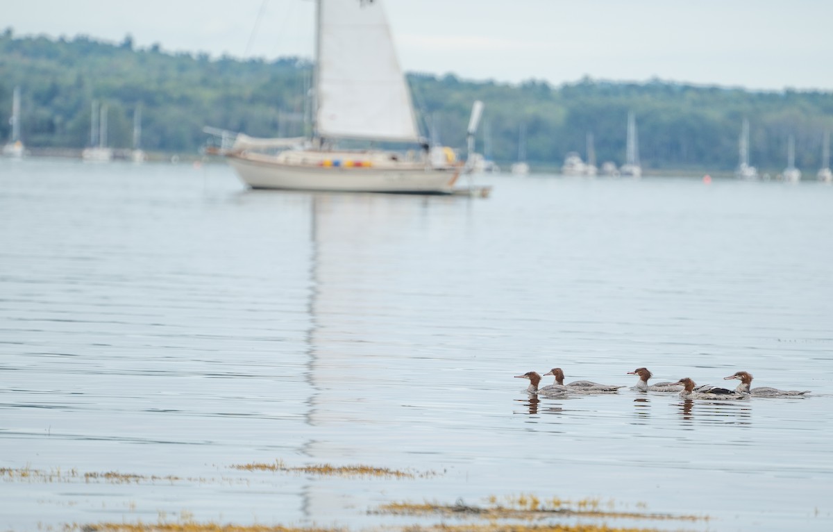 Common Merganser - Kerry Snyder