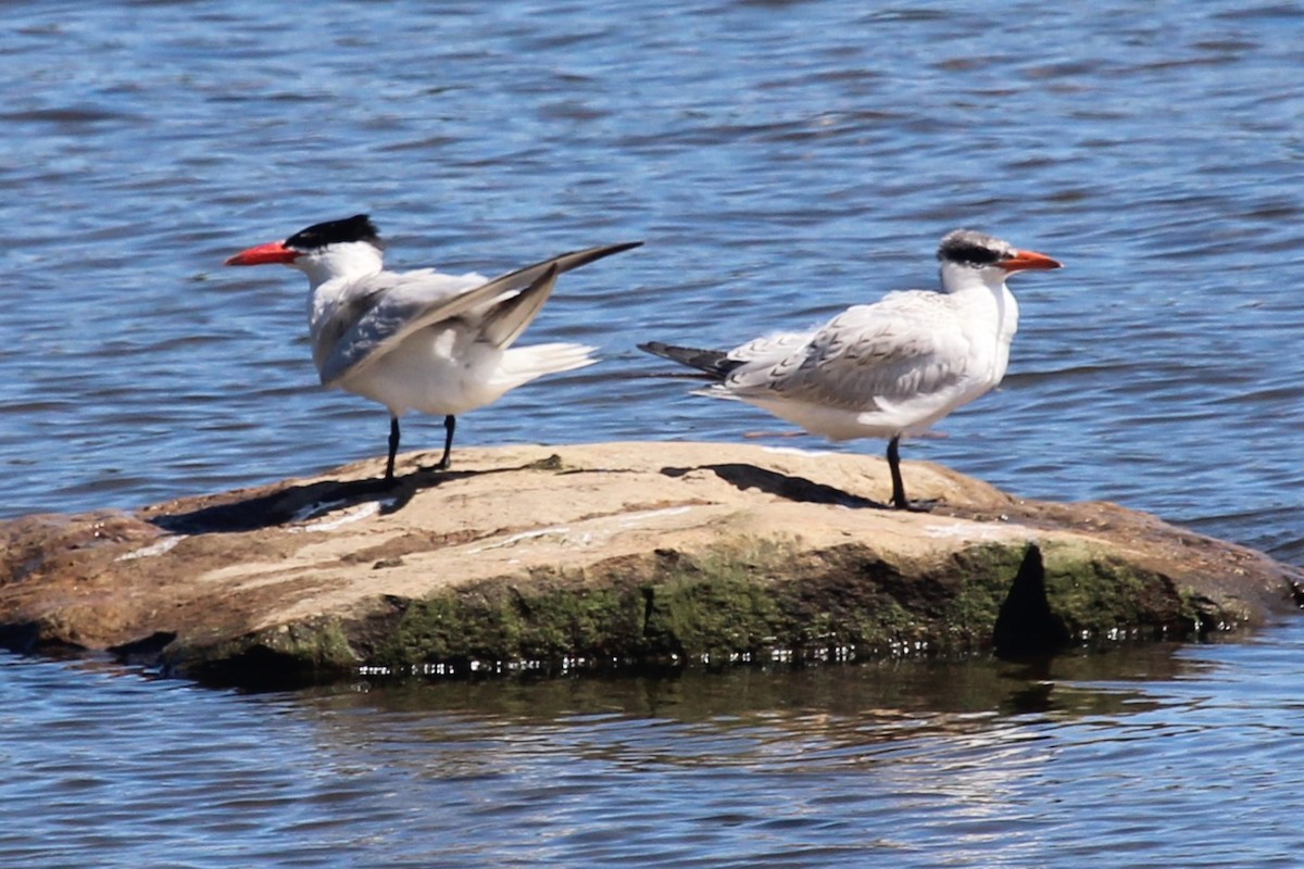 裏海燕鷗 - ML608721858