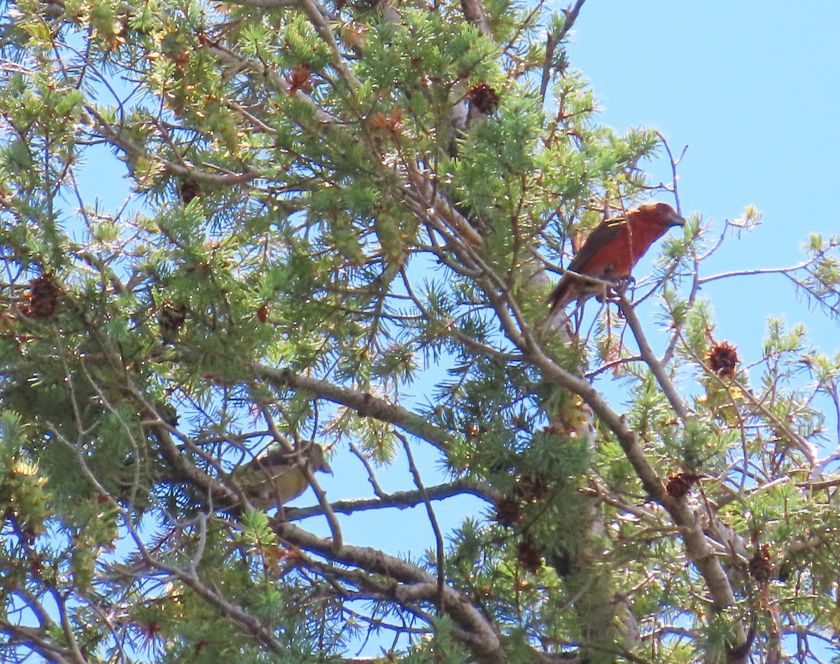 Red Crossbill - ML608721860