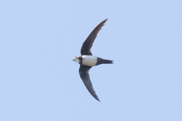 Alpine Swift - Olmo van Herwaarden