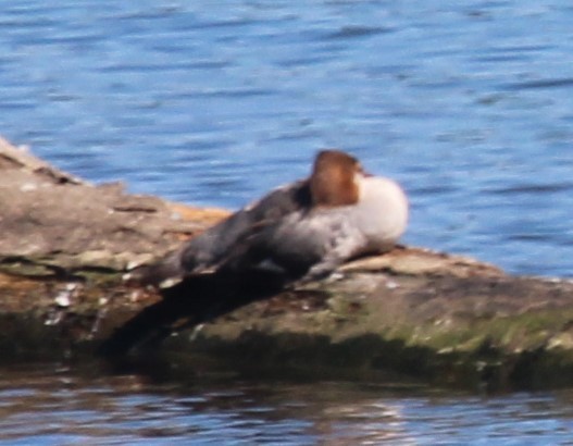 川秋沙 - ML608721862