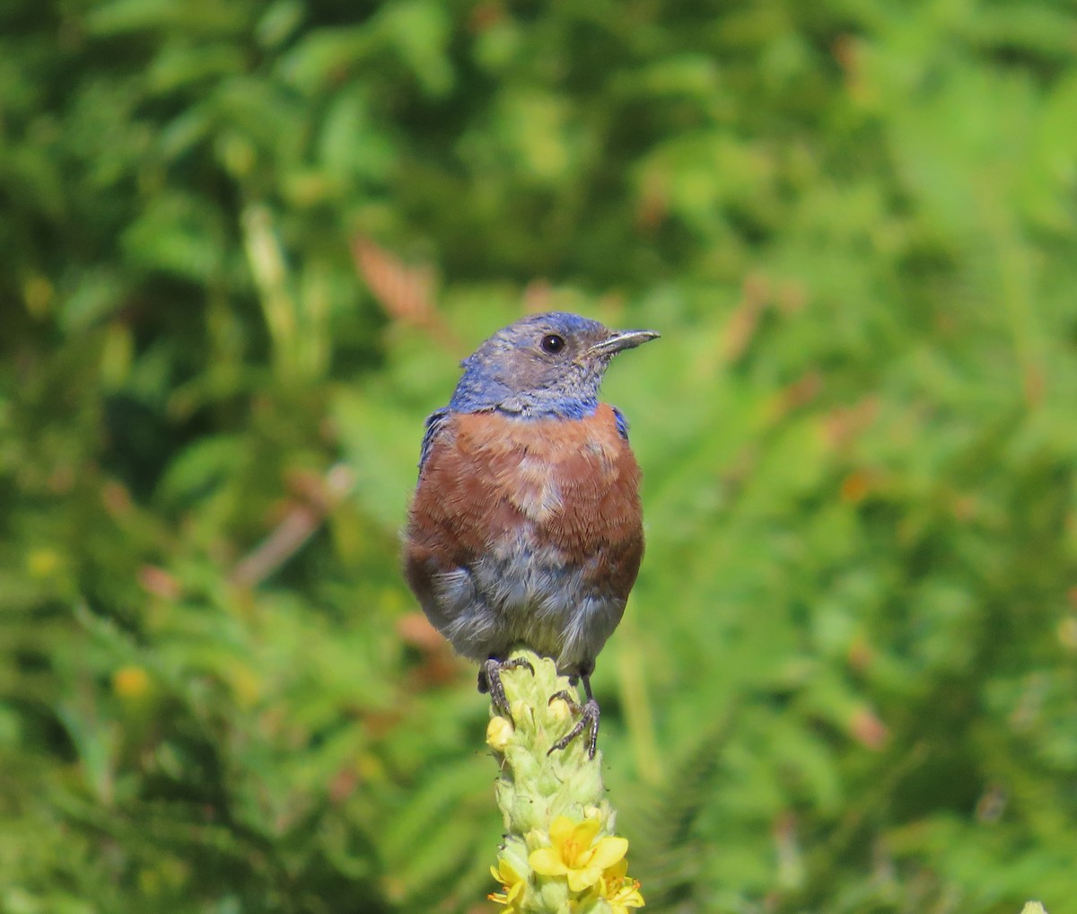 Western Bluebird - ML608721865