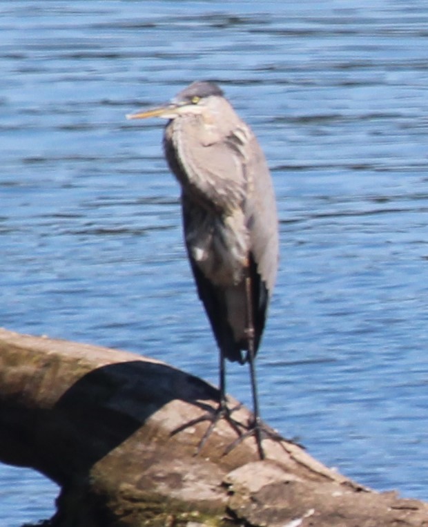 Great Blue Heron - ML608721866