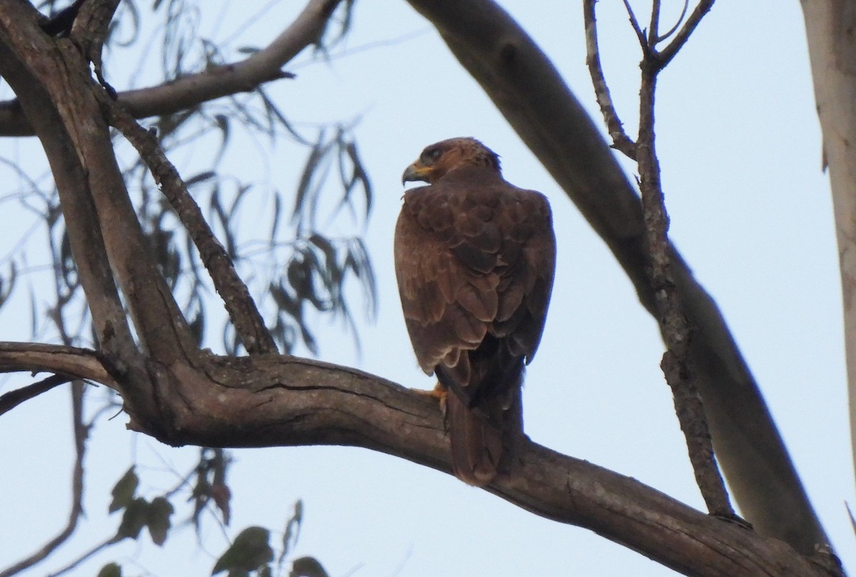 Booted Eagle - ML608721914