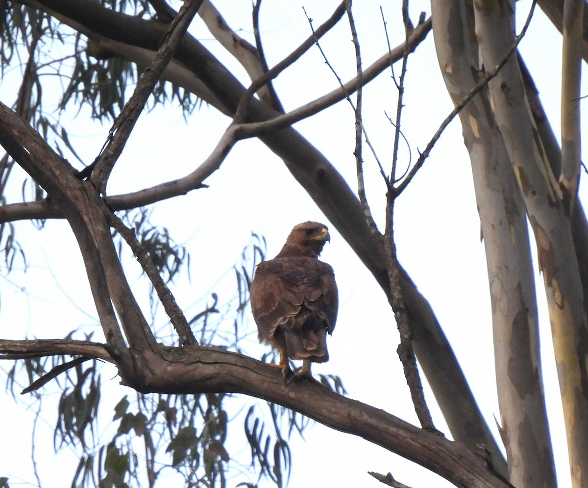 Águila Calzada - ML608721915