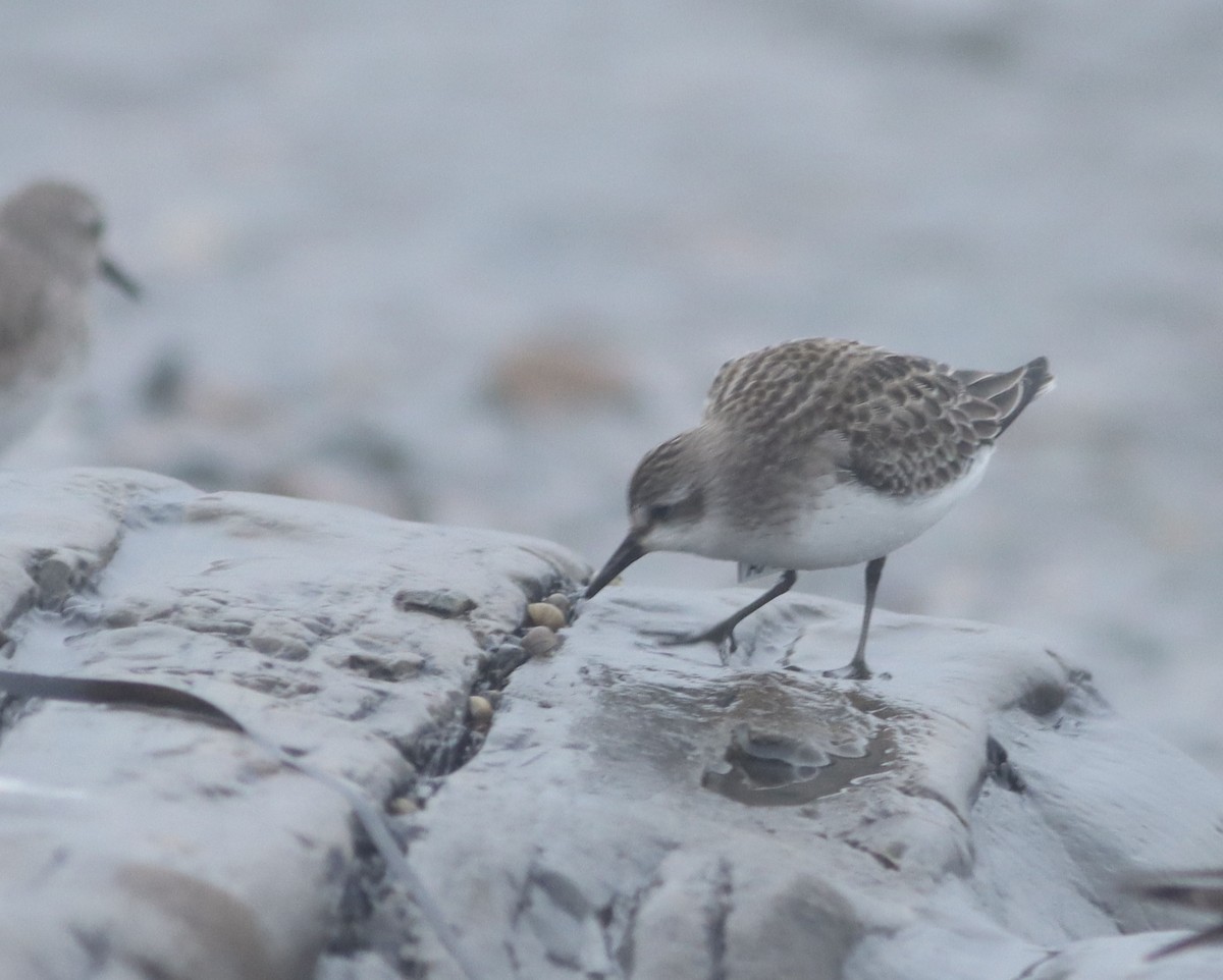 Semipalmated Sandpiper - ML608721927