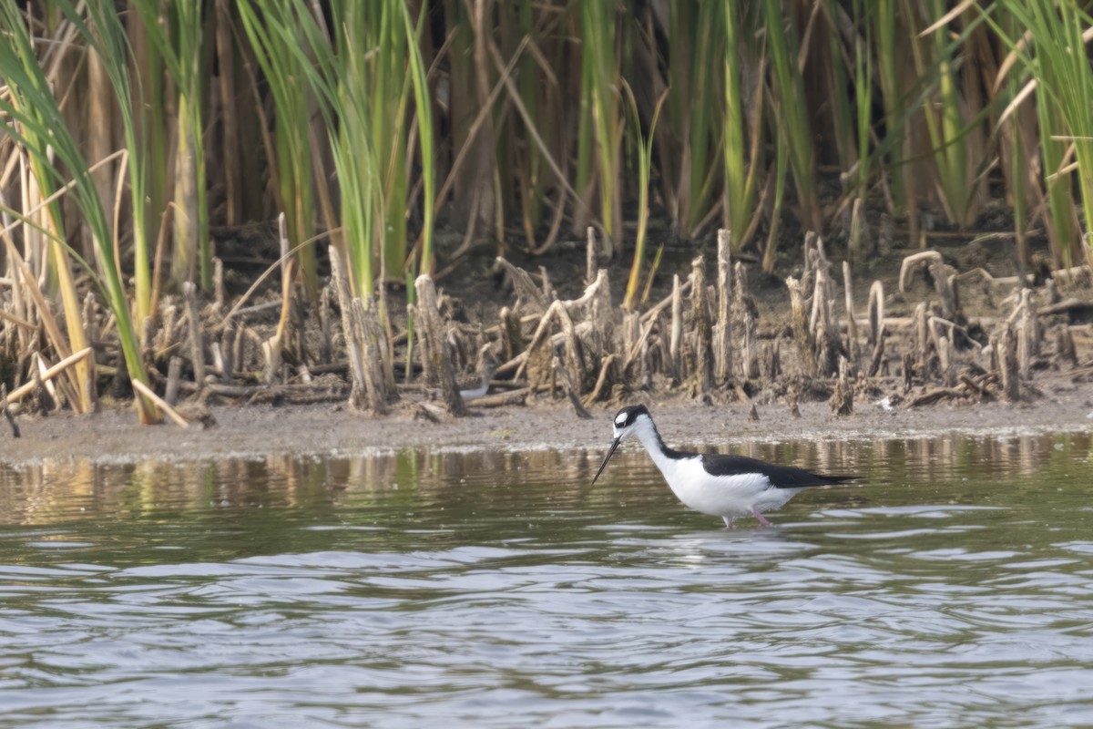 Schwarznacken-Stelzenläufer - ML608722012