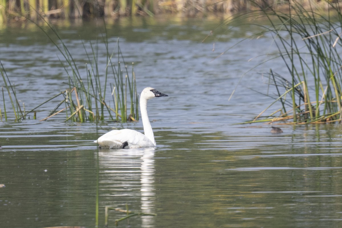 Trumpeter Swan - ML608722047