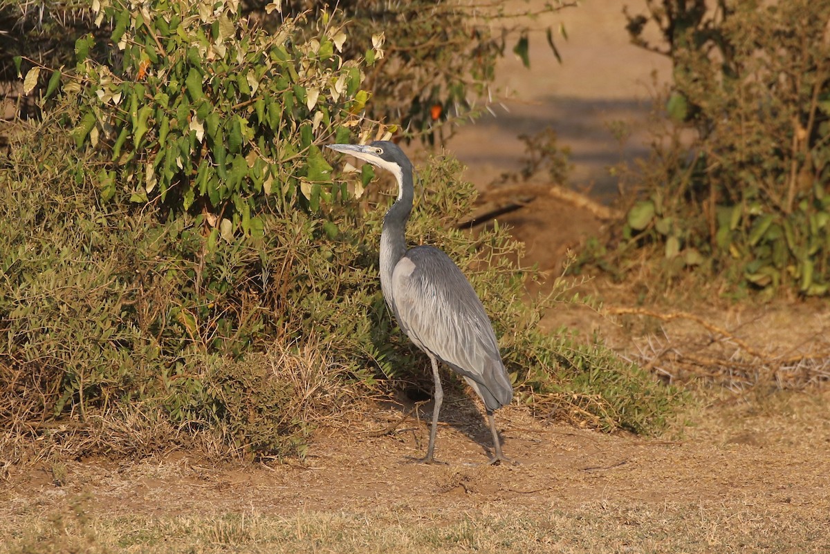 Black-headed Heron - ML608722051