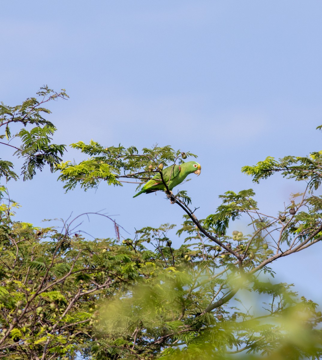 キビタイボウシインコ - ML608722090