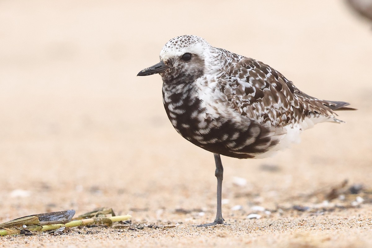 Black-bellied Plover - Sam Zhang