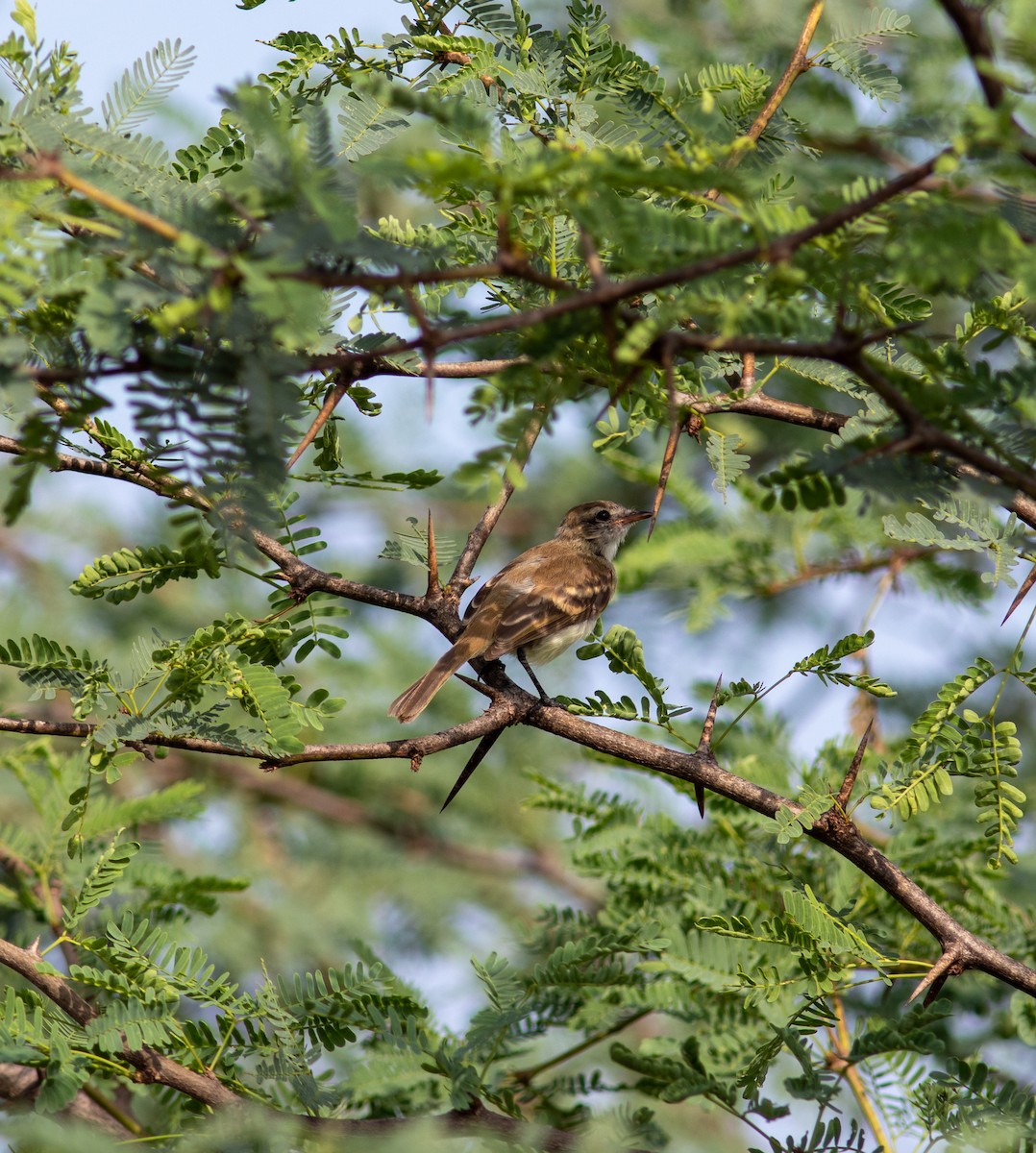 Northern Mouse-colored Tyrannulet - ML608722102