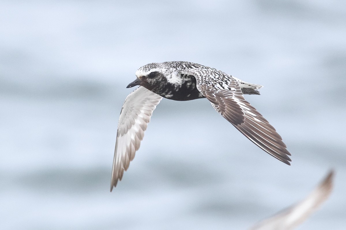 Black-bellied Plover - Sam Zhang